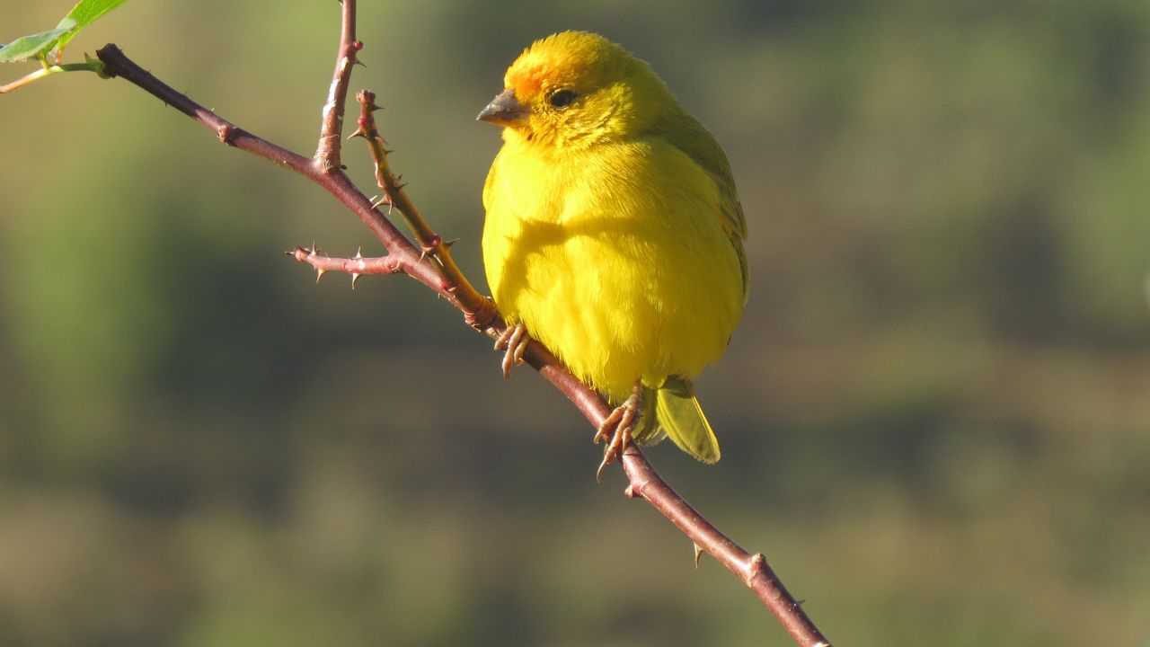 Kusama 5 curiosità sulla crypto per testare il Web3